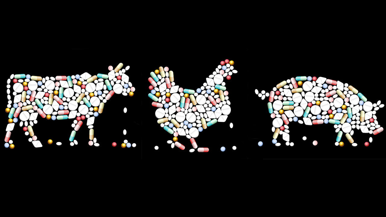 antibioticorésistance